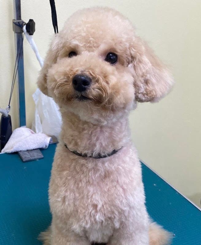 愛犬の美容室ドッグハウスの写真1