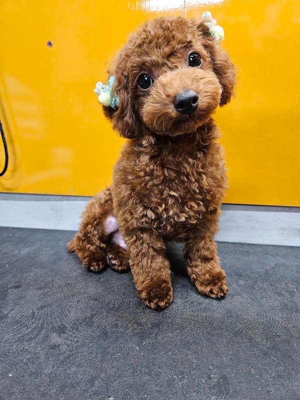 神戸愛犬美容専門学院姫路校の写真