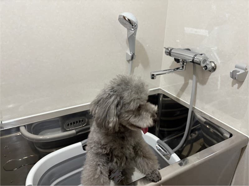 トリミングのおうちmomomoの写真