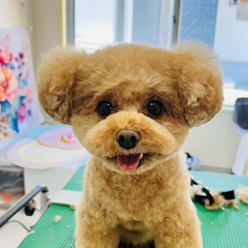 dogsalon rafuの写真1