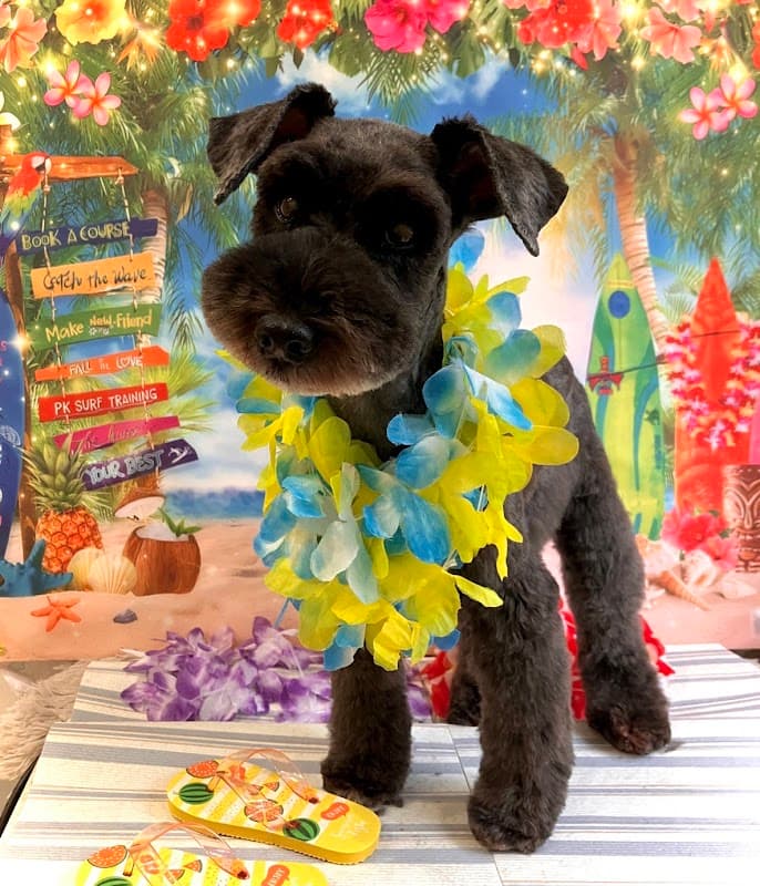 dogsalon rafuの写真2