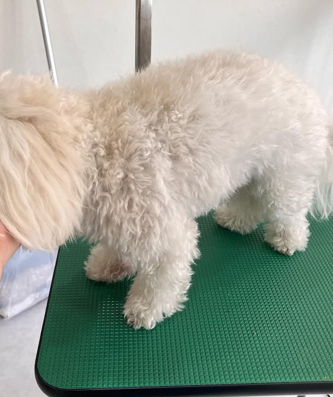 dogsalon rafuの写真4