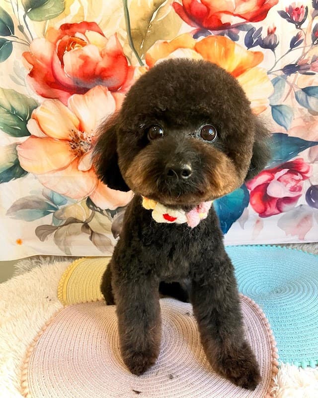 dogsalon rafuの写真5