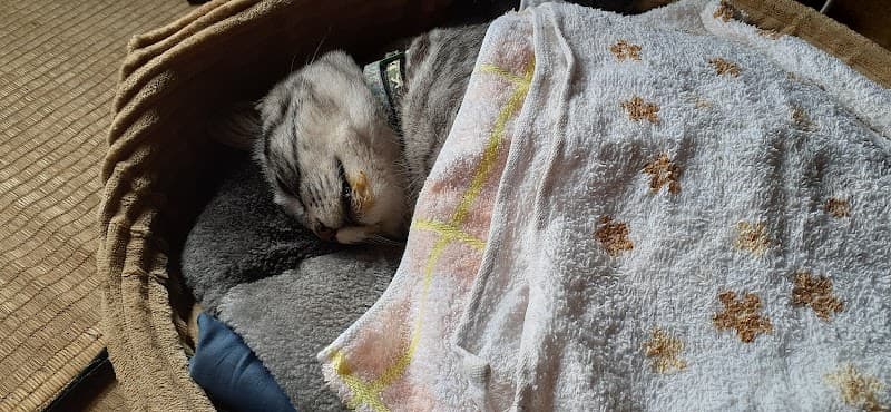 せみね動物病院の写真