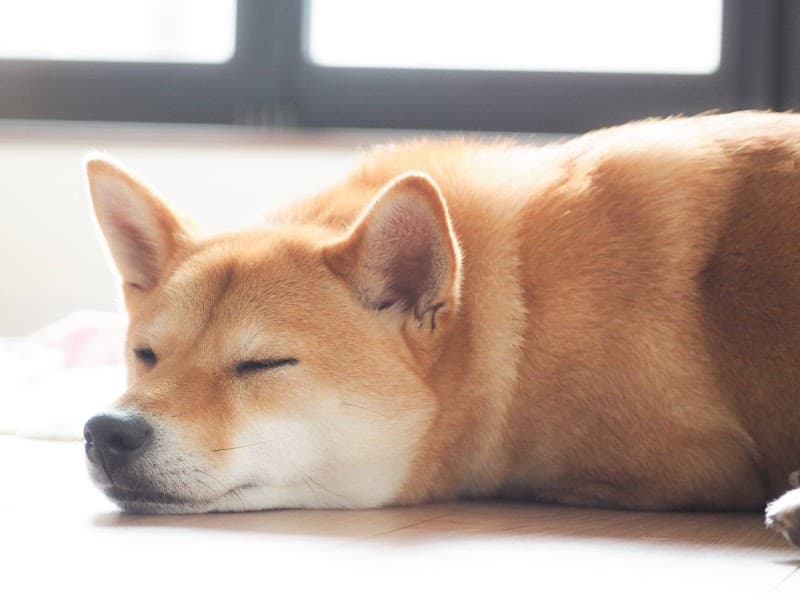 Dog Salon & Select Shop nonnoの写真