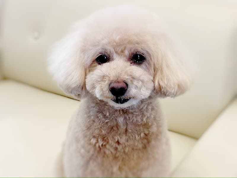 trimming salon POPOの写真