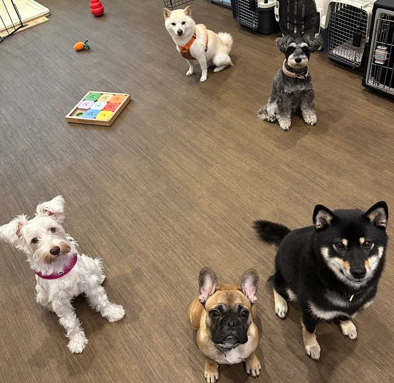 Dogtraining Lab DOG TOTAL CARE SALONの写真
