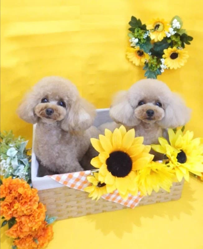 Dogsalon Cuddleの写真