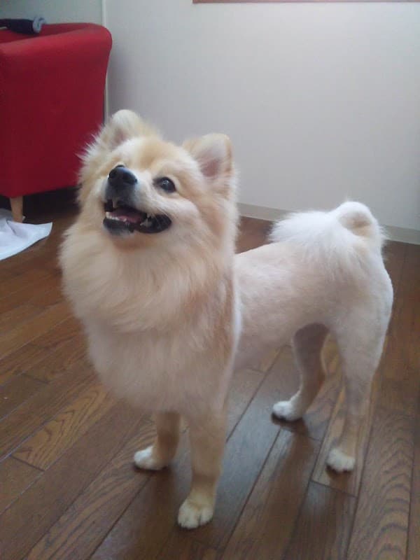 トリミングサロン・ドッグ・ニコット(DOG・Nicotto)の写真1