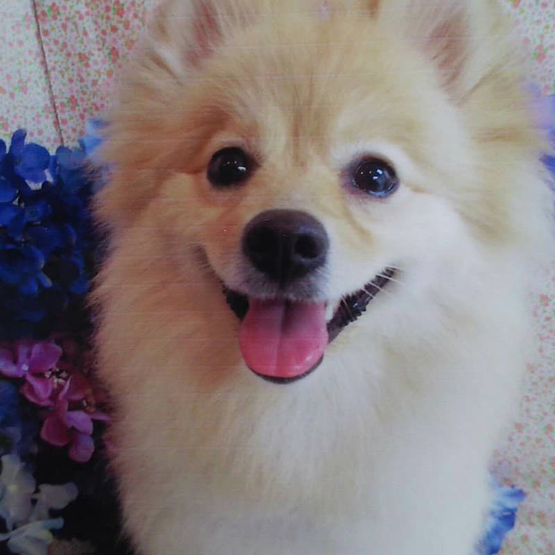 トリミングサロン・ドッグ・ニコット(DOG・Nicotto)の写真2