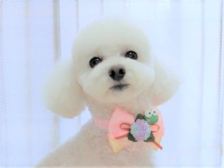 ワンちゃん美容室mozecaの写真1