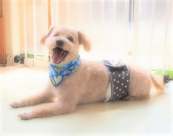 ワンちゃん美容室mozecaの写真2