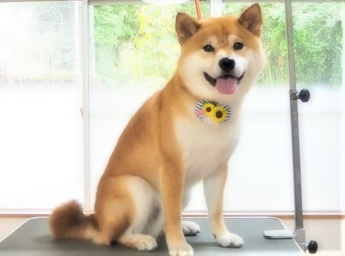 ワンちゃん美容室mozecaの写真4