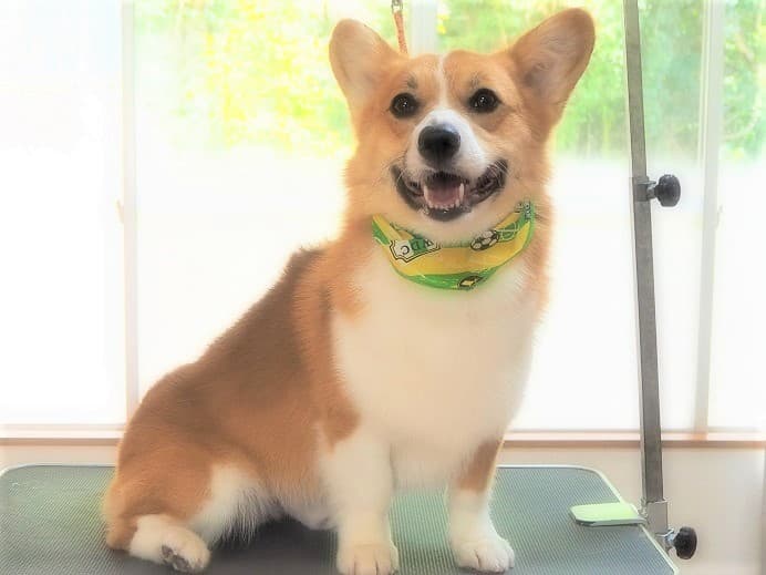 ワンちゃん美容室mozecaの写真5