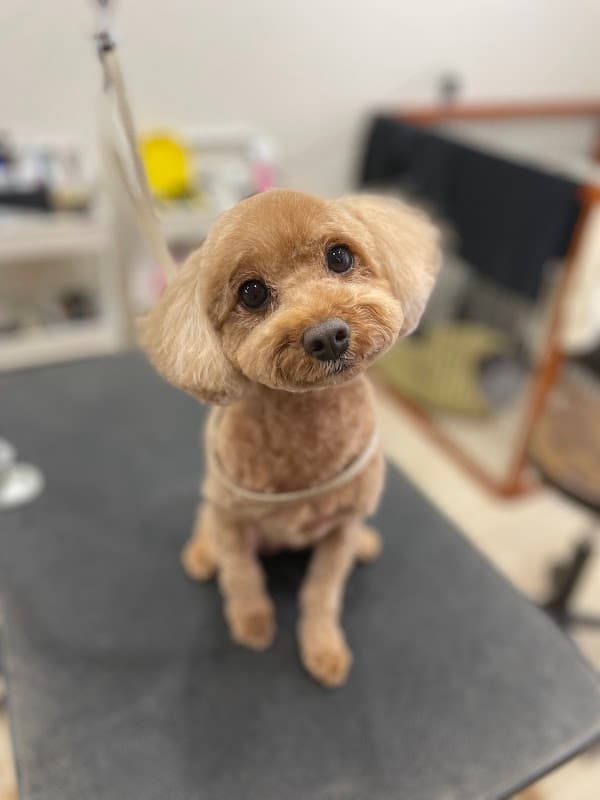 HAPPY DOG片瀬村Salonの写真