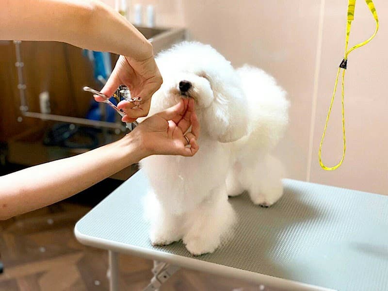 ドッグサロン FORWANの写真