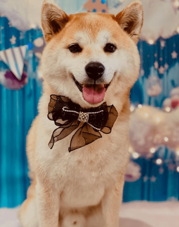 Petsalon Anny 志免店の写真