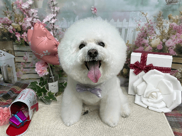 トリミングサロン&ペットホテル Dog Selectの写真1