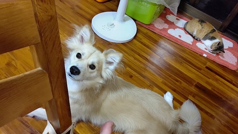 Dog Salon Plageの写真2