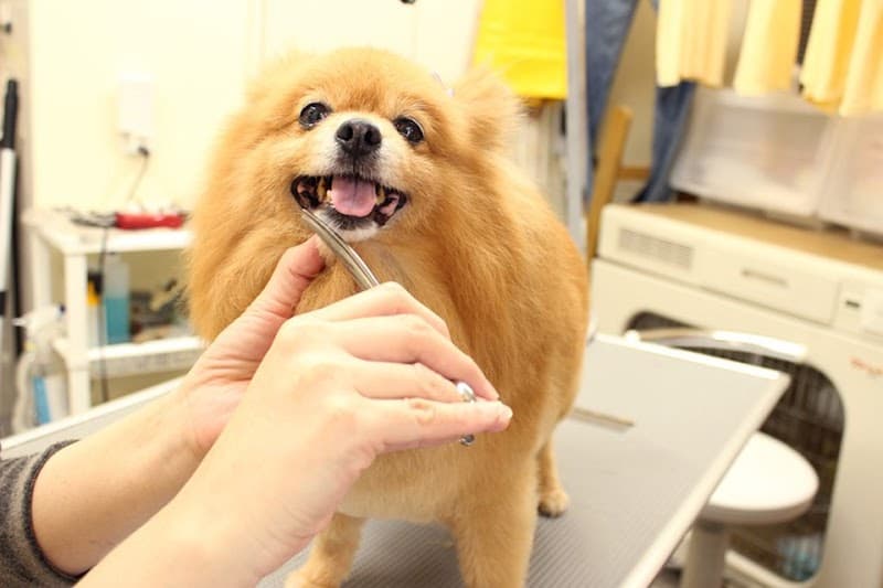 Good・Dogの写真