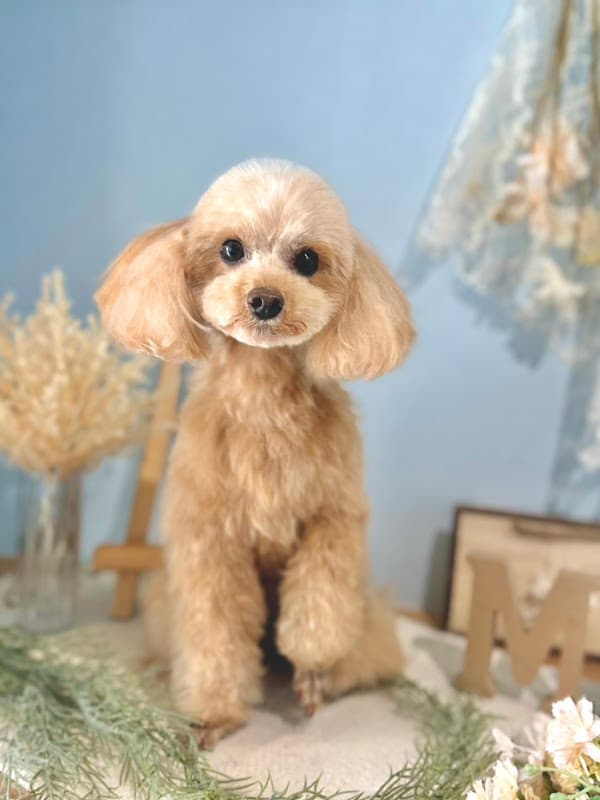 Dogsalon Miipの写真