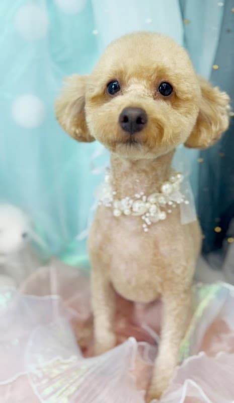 コットンキャンディの写真