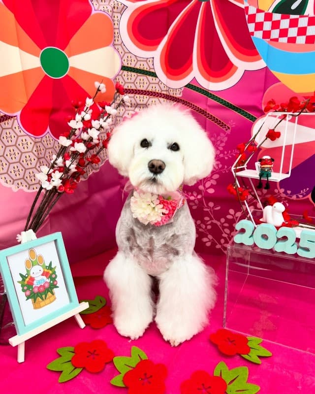 DogSalon MaruPe(ドッグサロンまるぺ)の写真