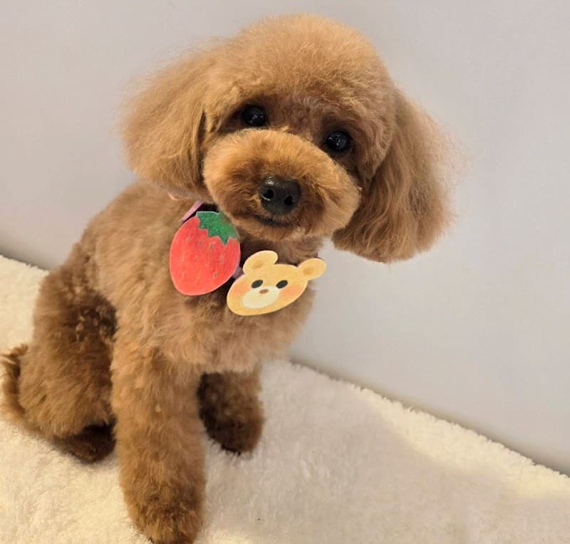 犬十色-inu to iro-の写真