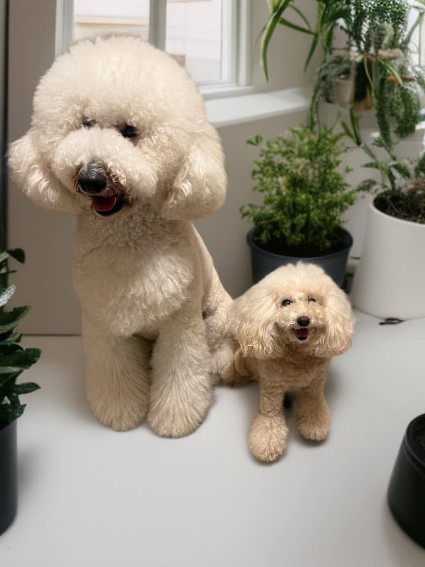 DOGGIE'sHEARTの写真