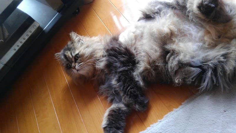おおね動物病院の写真