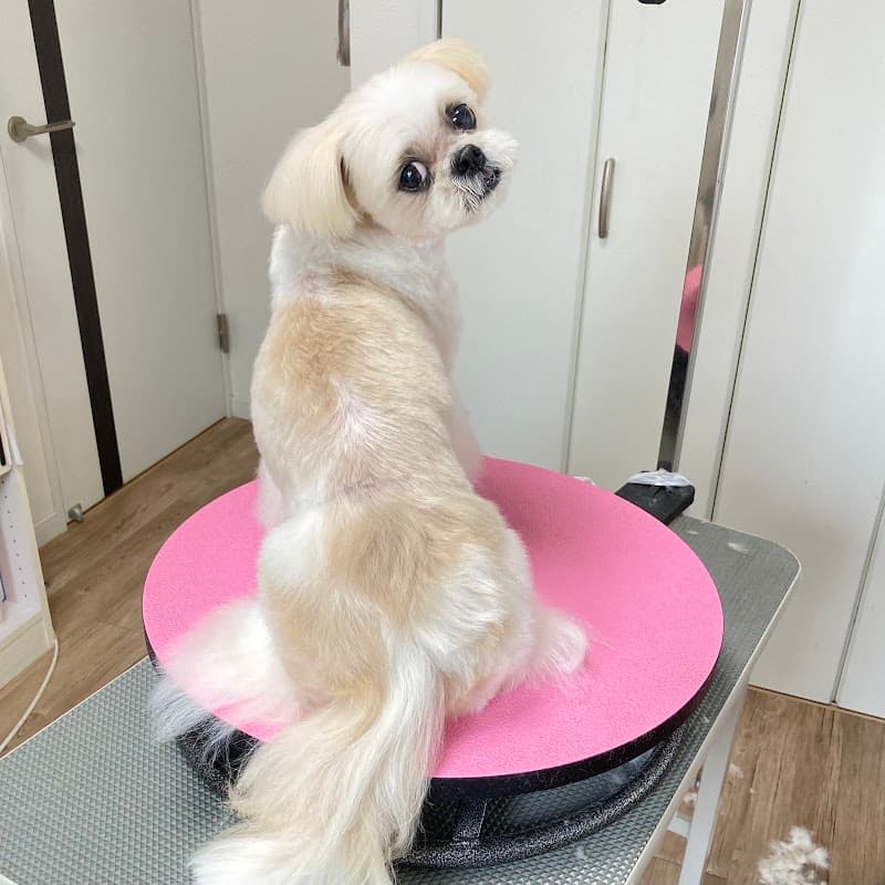 Dog Salon onelifeの写真1