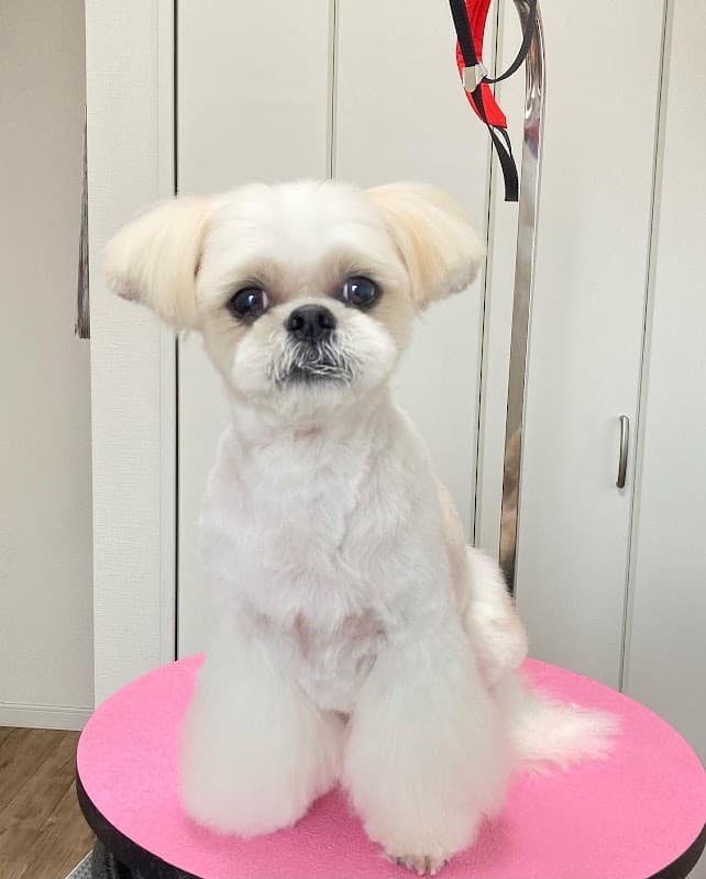 Dog Salon onelifeの写真2