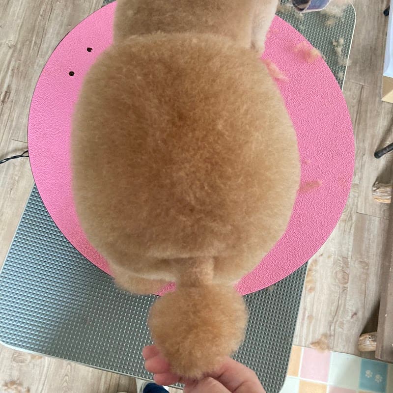 Dog Salon onelifeの写真5