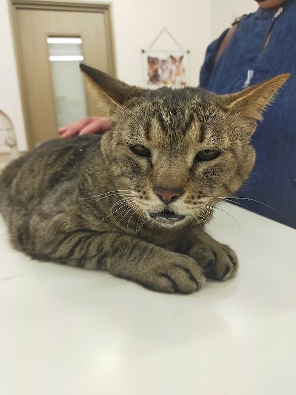 だいあん動物病院の写真