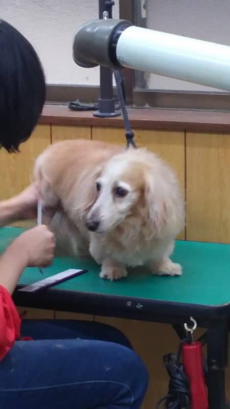 犬の床屋プーさんの写真