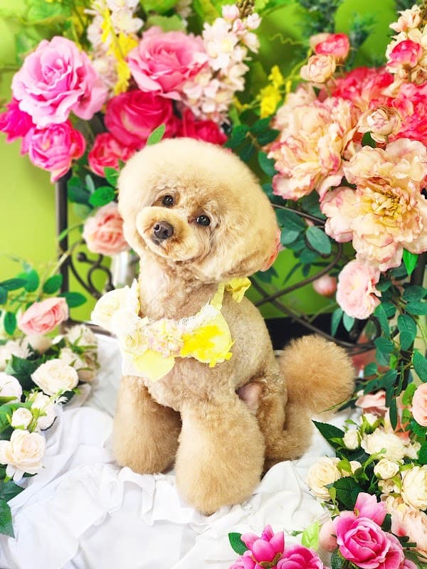 Dog salon 抹茶の写真