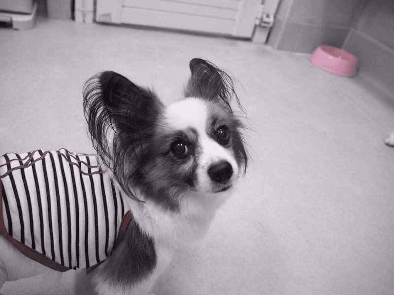 愛犬の宿らるご (Largo)の写真1