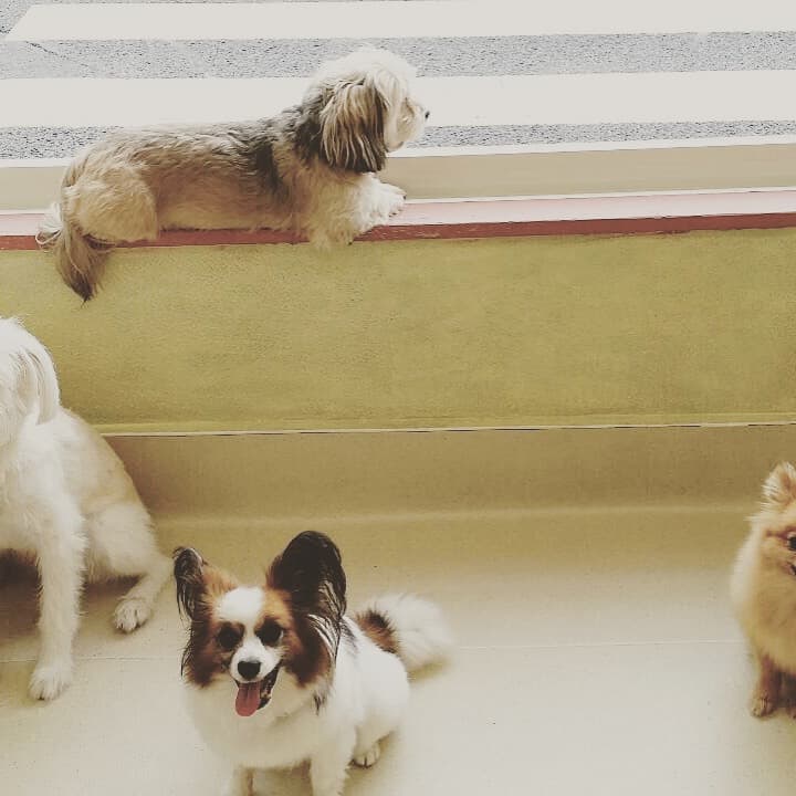 愛犬の宿らるご (Largo)の写真2