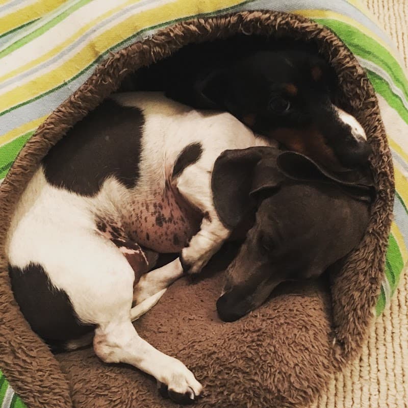 愛犬の宿らるご (Largo)の写真3
