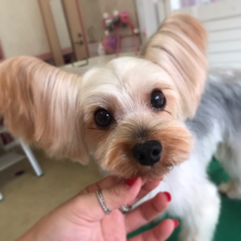 愛犬の宿らるご (Largo)の写真4