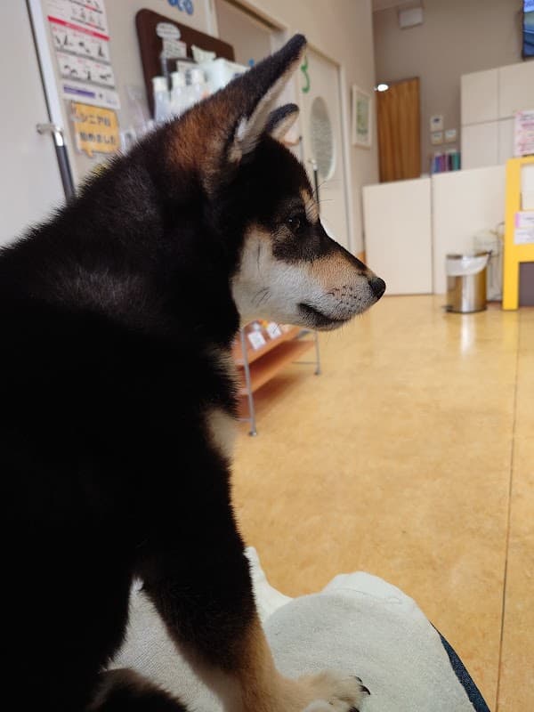 兵庫ペット医療センター 東灘病院【トリミング】の写真