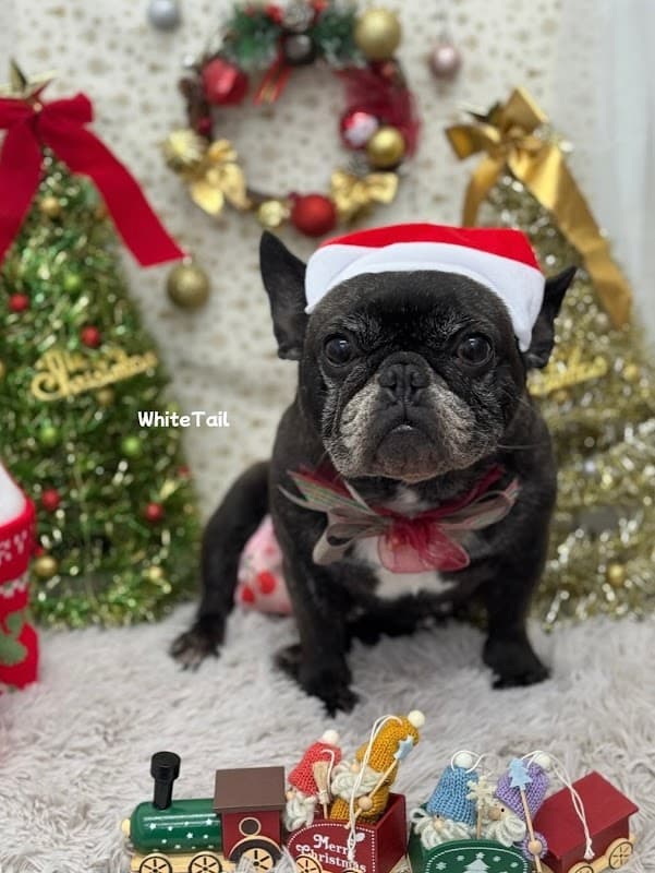dogsalon WhiteTail (ドッグサロン ホワイトテイル)の写真2