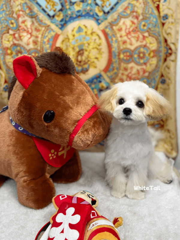 dogsalon WhiteTail (ドッグサロン ホワイトテイル)の写真3