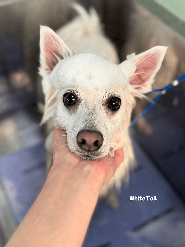 dogsalon WhiteTail (ドッグサロン ホワイトテイル)の写真5