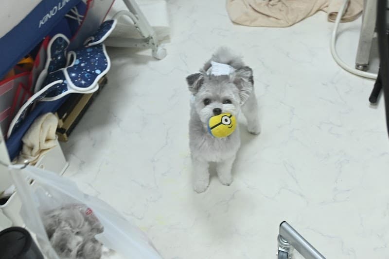 トリミングサロンPJAの写真
