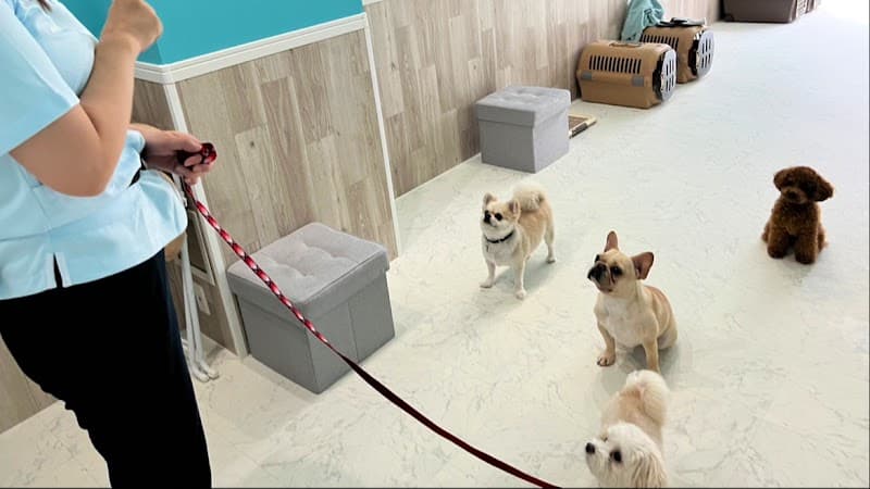 DogHotel&School&Salon HATTIE MOON(旧:PETCARE&HOTEL犬の幼稚園-ulu-ウル桜川店)の写真