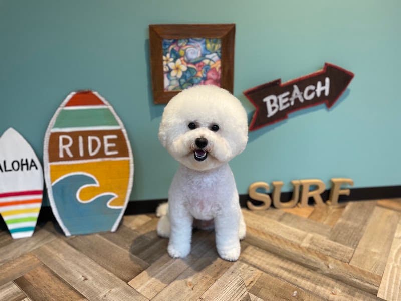 PET CARE PLACE 横浜大岡店の店内・トリミングの様子(2枚目)