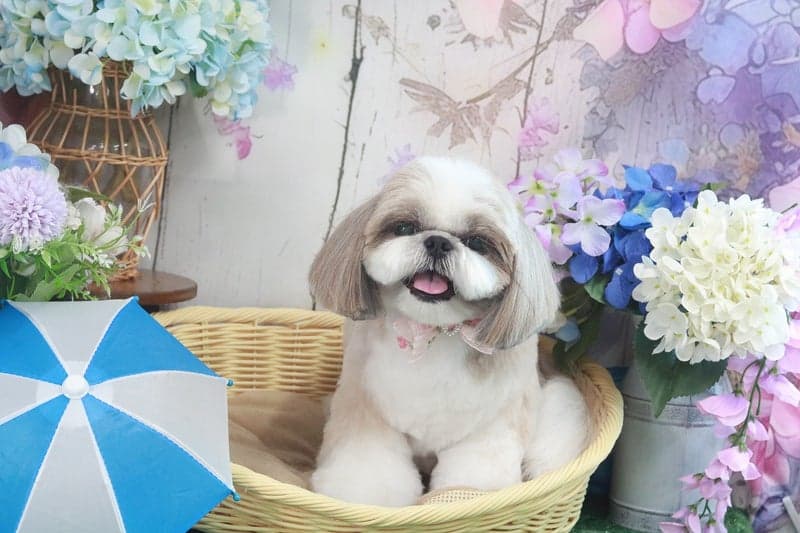 Dog Salon GuuN(ドッグサロン グーン)の写真