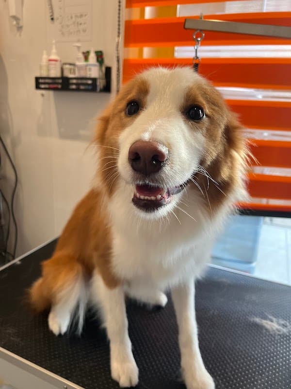 Private Dog Salon RSTの写真
