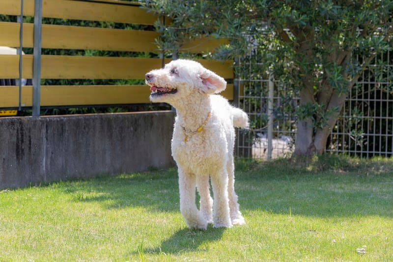 犬の美容室 Smileの写真1